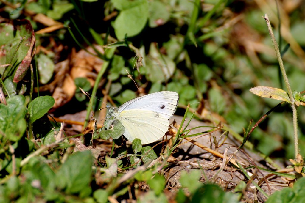 Pieris brassicae? No, Pieris napi